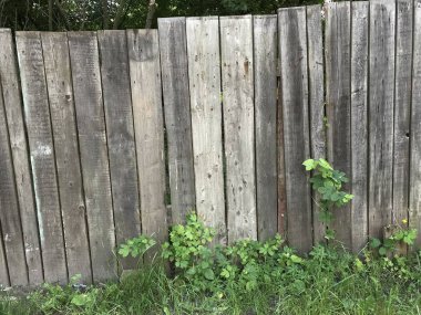 çiçekler ve bitkiler açık havada, kırsal kavram 