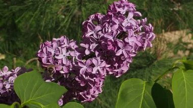 Yaban arısı leylak çiçeklerinin üzerine oturur. Leylak bahçeleri. Bahar ve yaz havası