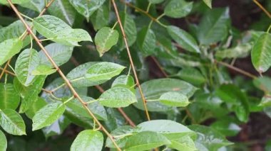 Islak kiraz yaprakları yağmur damlalarıyla sallanıyor.