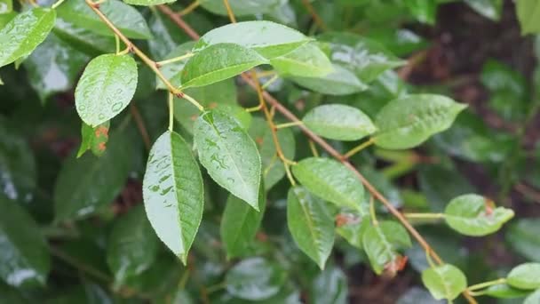 Его дождевые влажные вишневые листья машут дождевыми капельками крупным планом — стоковое видео
