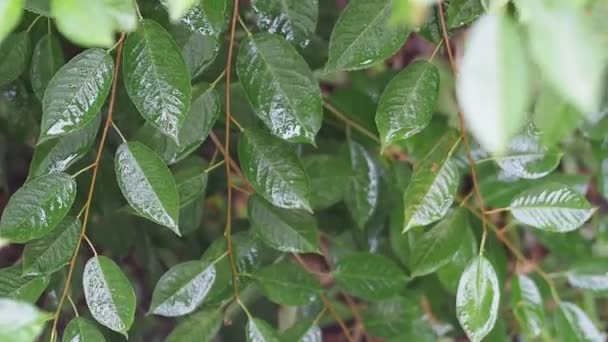 Βρέχει φύλλα κεράσι κυματίζει με σταγόνες βροχής closeup — Αρχείο Βίντεο