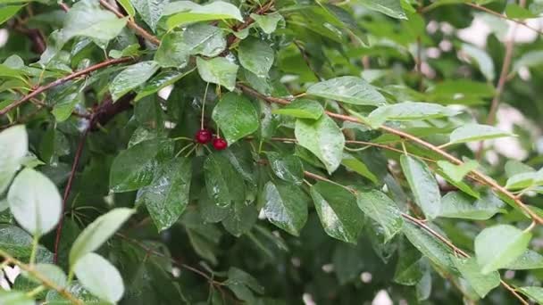 Sua chuva folhas de cereja molhadas acenando com gotas de chuva closeup — Vídeo de Stock