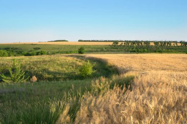 Mavi gökyüzüne karşı bir buğday tarlası manzarası