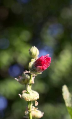 Yeşilliğin arka planında, güneşteki bahçe çiçeği