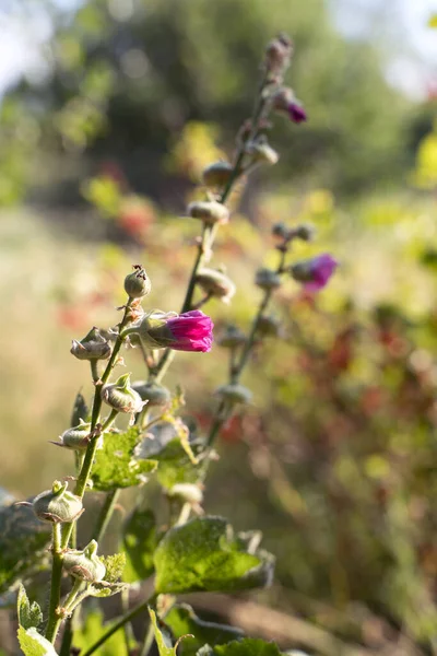 Садовый цветок на солнце на фоне зелени — стоковое фото