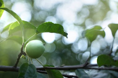 Bir ağacın dalında yeşil yapraklı bir elma..