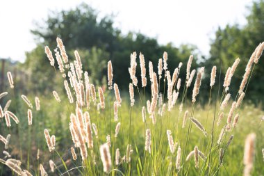Bulanık ağaçların arka planına karşı güneş ışığı alan dikenler