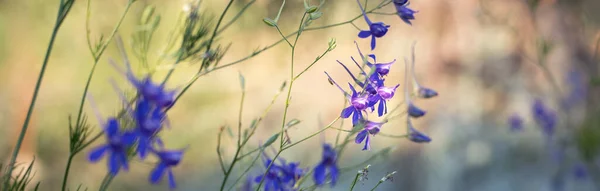 Сине-фиолетовые полевые цветы под дождем заходящего солнца. — стоковое фото