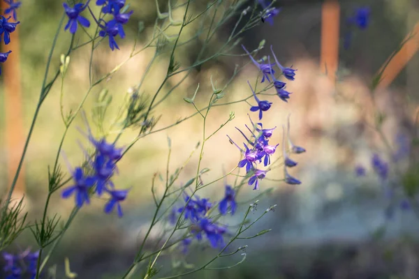 Сине-фиолетовые полевые цветы под дождем заходящего солнца. — стоковое фото