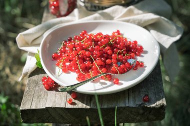 Bahçedeki ahşap bir tahtanın üzerinde beyaz bir tabakta kırmızı frenk üzümü.