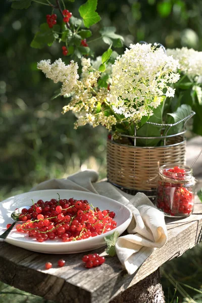 Nature morte avec groseille dans le jardin au soleil — Photo