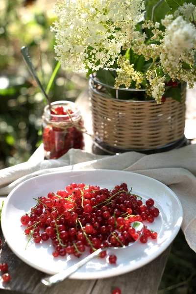Still life with red currant in the garden in the sun — Stock Photo, Image