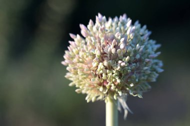Olgunlaşan soğan tohumları sarımsak ve bulanık bir arka plan..