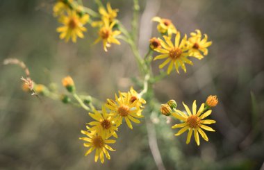 Çağdaş sanat çalışmasında yeşil çimenlerin arka planında çiçek açan sarı güzel kır çiçekleri.