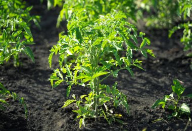 Açık havada domates yetiştiriyorlar, dallarında yeşil domatesler olan domates çalıları..