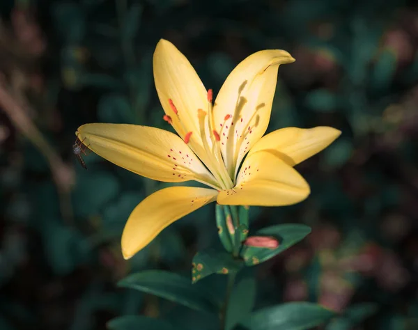 Flower Lily yellow on a green background — Stock Photo, Image