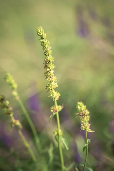 Зеленое поле шипы на фоне фиолетовых цветов и зеленой травы в современной обработке искусства. — стоковое фото