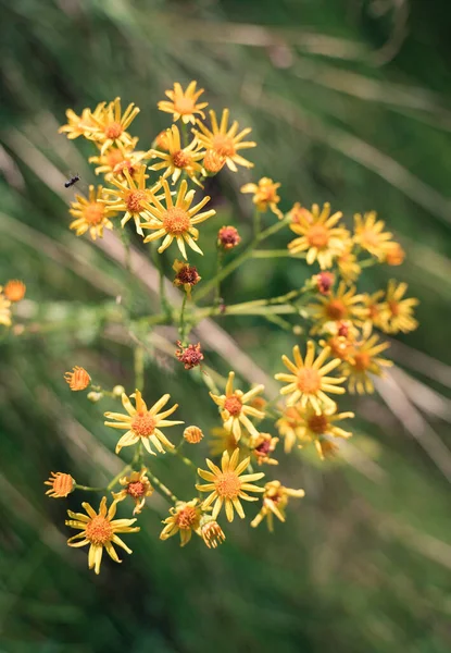 Żółte piękne dzikie kwiaty w kształcie serca, strzałki na tle zielonej trawy — Zdjęcie stockowe