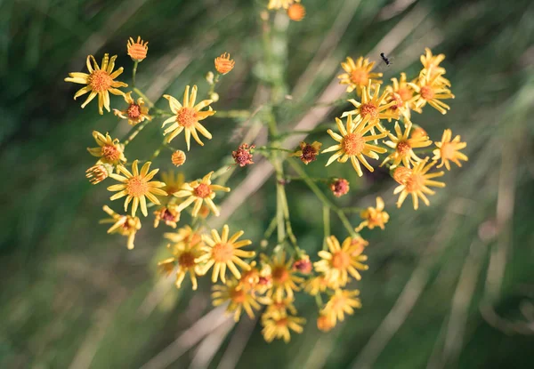 Желтые красивые дикие цветы в форме сердца, стрелки на фоне зеленой травы — стоковое фото