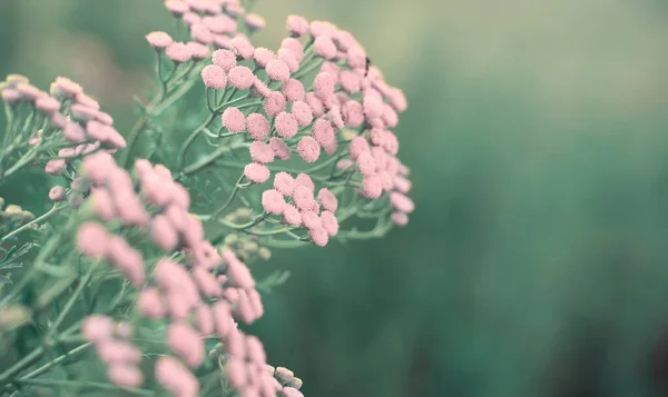 Дикие розовые цветы на мягком тонированном фоне в зеленых тонах. — стоковое фото