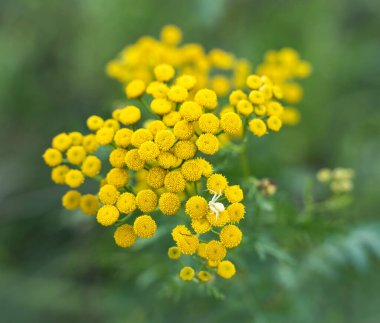 Yumuşak tonlu pastel arka planda, suamarin içeren yabani sarı çiçekler..
