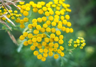 Yumuşak tonlu pastel bej arkaplanlı yeşil çiçekler.
