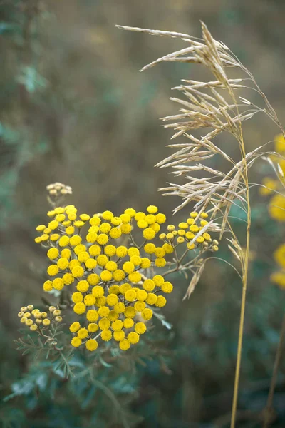 Άγρια κίτρινα λουλούδια σε μαλακό παστέλ μπεζ φόντο με aquamarine — Φωτογραφία Αρχείου
