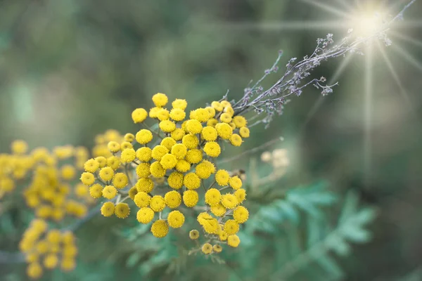 Wilde gele bloemen op een zachte pastel beige achtergrond met aquamarijn — Stockfoto
