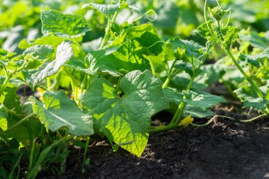 Bahçede biber yetişiyor açık havada, kara zeminde yeşil biber çalıları.