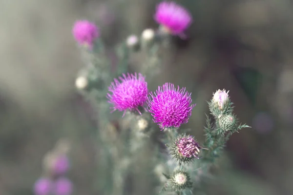 Purple beautiful blooming wildflowers on a beige background in a modern artistic treatment. — Stock Photo, Image