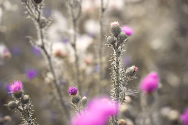 Пурпурные красивые цветущие полевые цветы на бежевом фоне в современной художественной обработке. — стоковое фото