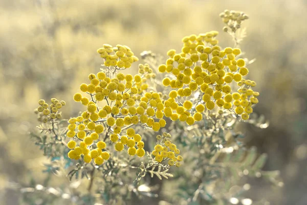 Wilde gele bloemen op een zachte pastel beige achtergrond met aquamarijn — Stockfoto