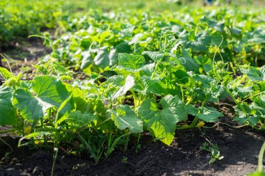 Bahçede biber yetişiyor açık havada, kara zeminde yeşil biber çalıları.