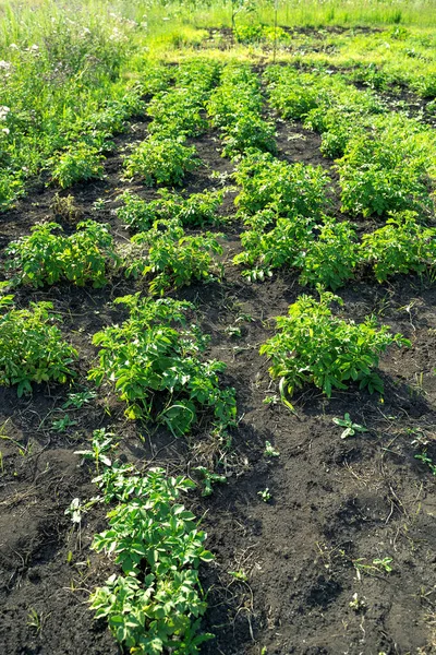 Cultivando tomates en el jardín al aire libre, arbustos de tomate con tomates verdes en las ramas. — Foto de Stock