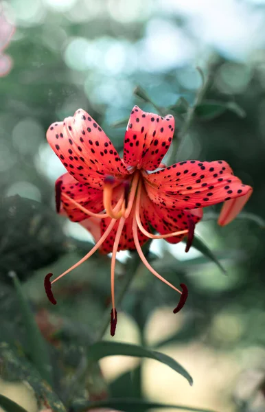 Цветок Лили красный на фоне зеленой растительности — стоковое фото