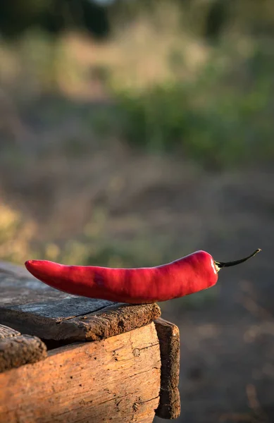 Le piment rouge sur fond naturel se trouve sur une boîte en bois à l'air libre. — Photo