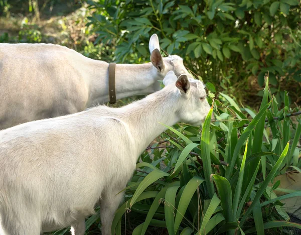 Weiße Milchziegen fressen Gras im Garten — Stockfoto
