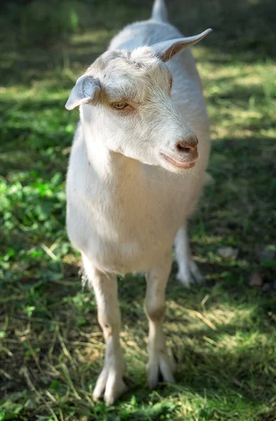 Weiße junge Milchziege, die unter natürlichen Bedingungen weidet — Stockfoto