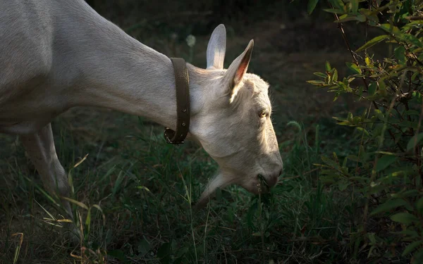 Eine weiße junge Milchziege weidet unter natürlichen Bedingungen. — Stockfoto