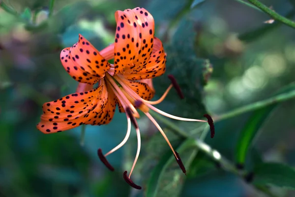 Lily virág piros háttér zöld növényzet — Stock Fotó