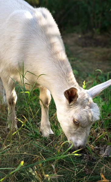 Giovane capra da latte bianca, capretto al pascolo in condizioni naturali — Foto Stock