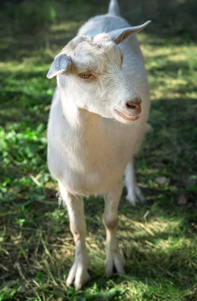 Белая молочная коза, пасущаяся в естественных условиях Стоковое Фото