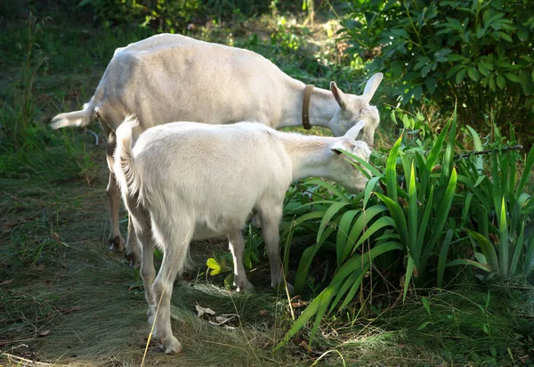 Weiße Milchziegen fressen Gras im Garten — Stockfoto