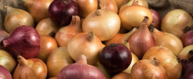 Farklı çeşitlerdeki soğanların soğan panoramik görüntüsü: sarı, kırmızı, pembe salata. Sarı, kırmızı, pembe salatanın farklı çeşitleri..