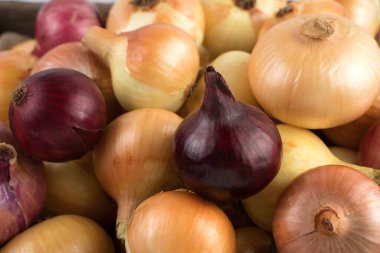 Farklı çeşitlerdeki soğanların toplanması: Sarı, kırmızı ve pembe.