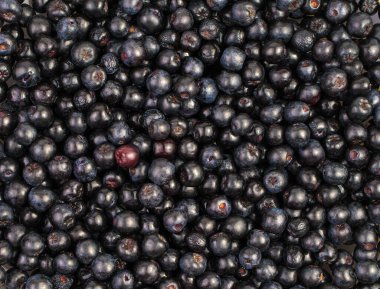 Bir sürü siyah dağ külü manzarası, böğürtlen arkaplanı.