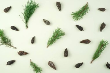 Birçok kozalak ve çam dalları açık yeşil bir arka planda tek başına düzenlenmiştir. Tatil arkaplanı.