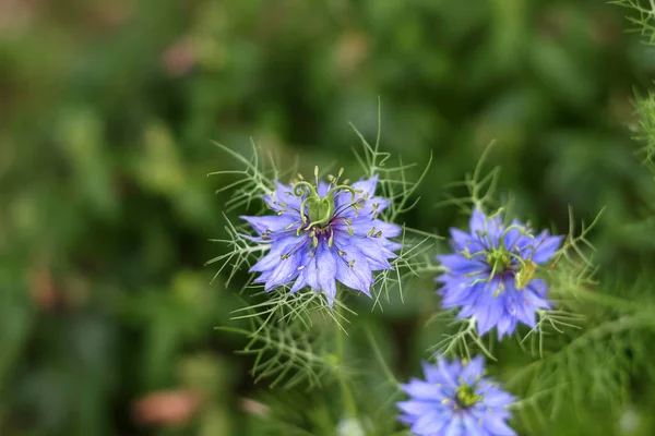 Güzel renkli nigella sativa bahçede