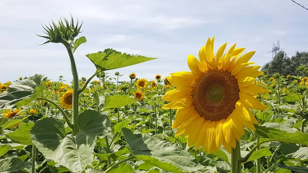 Schönes Feld Von Sonnenblumen Der Sonne Mit Offenem Und Schönem — Stockfoto