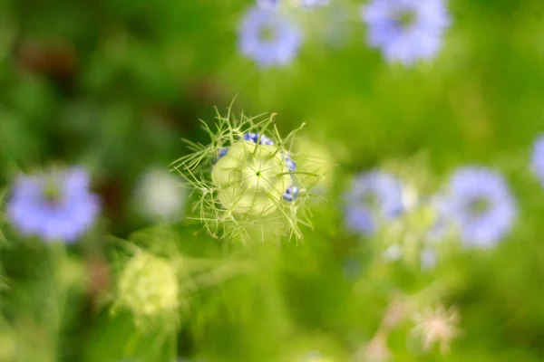 Mooie Gekleurde Nigella Sativa Tuin — Stockfoto